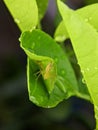 Closeup Striped lynx spider on a green leaf