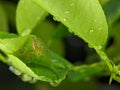 Closeup Striped lynx spider on a green leaf