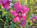 Striped magenta mallow flowers and buds Royalty Free Stock Photo