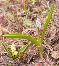 Closeup of striped squill, Puschkinia scilloides