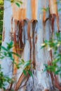 Closeup of a stripped bark off tree trunk in a forest at sunset. Peeling textures from the outer layers of a white bark Royalty Free Stock Photo