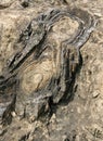 Closeup of Stromatolite in Salkhan fossil park Royalty Free Stock Photo