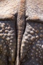 Closeup of the strong armor of a rhinoceros
