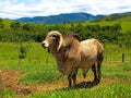 Closeup on strong male cattle