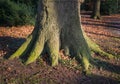 Closeup of a strong root system