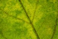 Closeup of the structure of green leaf Royalty Free Stock Photo