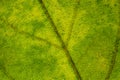 Closeup of the structure of green leaf Royalty Free Stock Photo