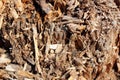 Closeup structure of old rotten and decayed wood Royalty Free Stock Photo