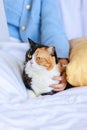 Closeup studio shot of tricolor cute little fat short hair purebred kitten pussycat companion laying down resting relaxing on bed Royalty Free Stock Photo