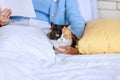 Closeup studio shot of tricolor cute little fat short hair purebred kitten pussycat companion laying down resting relaxing on bed Royalty Free Stock Photo