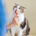 Closeup studio shot of white and brown cute little fat short hair purebred kitten pussycat companion sitting down resting relaxing Royalty Free Stock Photo