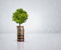 Closeup, studio and tree in coins for saving, budgeting and illustration of time value of money. Banking, change and Royalty Free Stock Photo