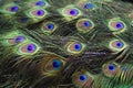 Closeup of a stuffed taxidermy peacock