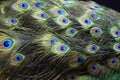 Closeup of a stuffed taxidermy peacock