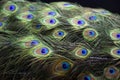 Closeup of a stuffed taxidermy peacock