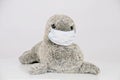 Closeup of a stuffed toy seal with a facemask isolated on a white background Royalty Free Stock Photo