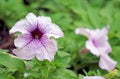 Closeup of Stunning Grandiflora Daddy Blue Petunia Among Green Foliage