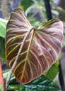 Closeup of a stunning red back leaf of Philodendron Verrucosum Amazon Sunset Royalty Free Stock Photo