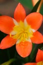 Closeup of a stunning single Clivia flower just after opening. Royalty Free Stock Photo