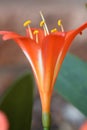 Closeup of a stunning single Clivia flower just after opening. Royalty Free Stock Photo