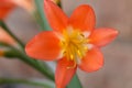 Closeup of a stunning single Clivia flower just after opening. Royalty Free Stock Photo