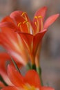 Closeup of a stunning single Clivia flower just after opening. Royalty Free Stock Photo