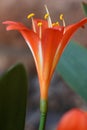 Closeup of a stunning single Clivia flower just after opening. Royalty Free Stock Photo