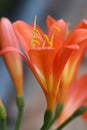 Closeup of a stunning single Clivia flower just after opening. Royalty Free Stock Photo