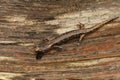 Closeup on a sub-adult , juvenile Clouded salamander, Aneides ferreus sitting on redwood