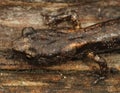 Closeup on a sub-adult , juvenile Clouded salamander, Aneides ferreus sitting on redwood