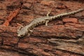 Closeup on a sub-adult , juvenile Clouded salamander, Aneides ferreus sitting on redwood