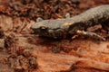 Closeup on a sub-adult , juvenile Clouded salamander, Aneides ferreus sitting on redwood