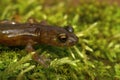 Closeup on a sub-adult limestone salamander, Hydromantes brunus  at Merced River California Royalty Free Stock Photo