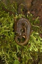 Closeup on a sub-adult limestone salamander, Hydromantes brunus sitting at Merced River California Royalty Free Stock Photo