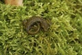 Closeup on subadult of the endangered Californian limestone salamander, Hydromantes brunus