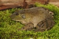 Closeup on a subadult North American Bullfrog , Rana catesbeiana sitting on green moss Royalty Free Stock Photo