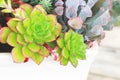 Closeup of Succulent Arrangement in White Rectangular Ceramic Pot