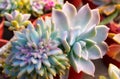 Closeup succulent blue plant cactus. echeveria