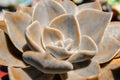 Closeup succulent blue plant cactus. echeveria