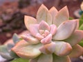 Closeup succulent Echeveria ,Ghost-plant, cactus desert plants with blurred background