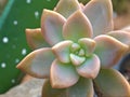 Closeup succulent Echeveria ,Ghost-plant, cactus desert plants with blurred background