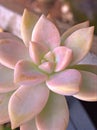 Closeup succulent Echeveria ,Ghost-plant, cactus desert plants with blurred background