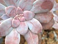 Closeup succulent Echeveria ,Ghost-plant, cactus desert plants with blurred background