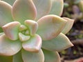 Closeup succulent Echeveria ,Ghost-plant, cactus desert plants with blurred background