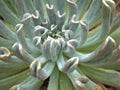 Closeup succulent Echeveria ,Ghost-plant, cactus desert plants with blurred background,sweet color