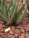 Closeup succulent Fasciated haworthia, fasciata plants ,cactus desert ,macro image background Royalty Free Stock Photo