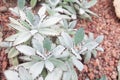 Closeup of succulent in the garden