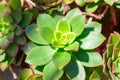 Closeup succulent green plant cactus. echeveria