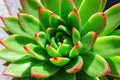 Closeup succulent green plant cactus. echeveria