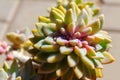 Closeup succulent green plant cactus. echeveria